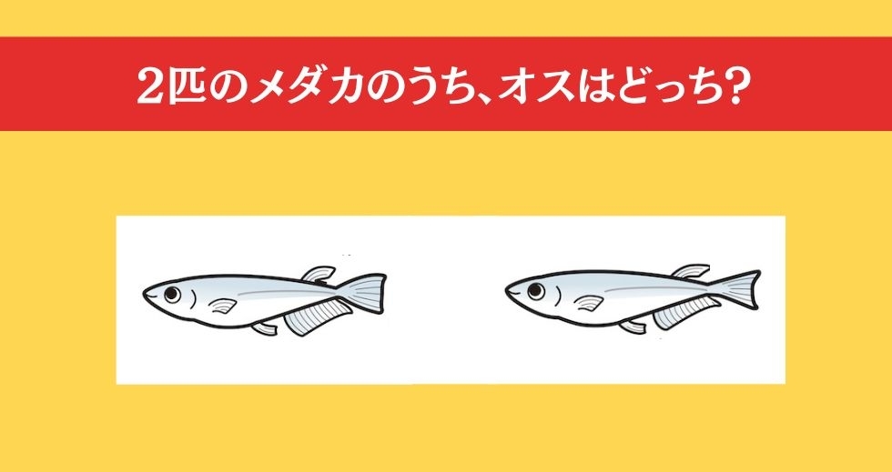 大人ならわかる？ 小学校の「理科」問題＜Vol.10＞