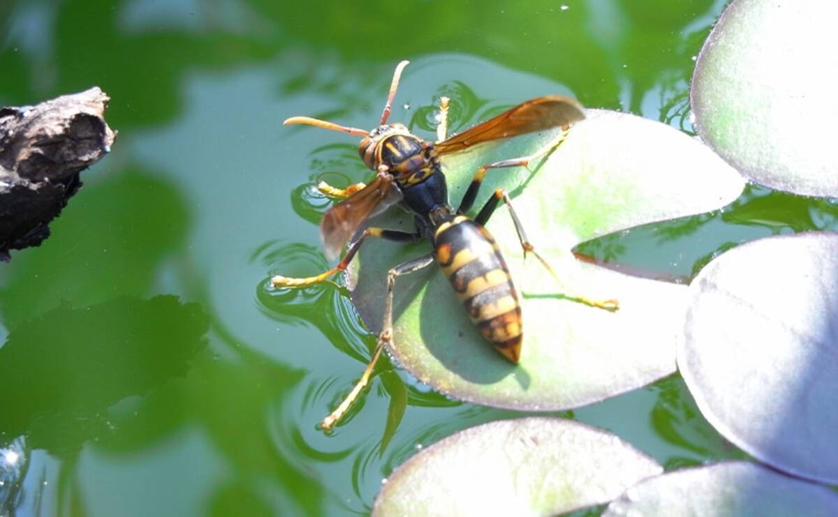 スズメバチの活動時期は要注意 個人で巣を駆除するのはとても危険 エキサイトニュース