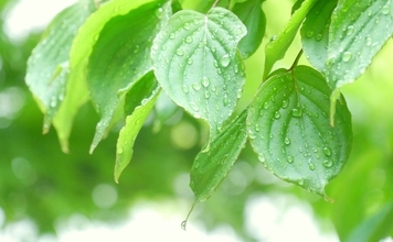 スズメバチは雨や気温の低い日が苦手！駆除する前に弱点を知ろう！