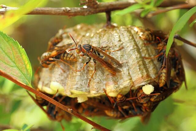 スズメバチは雨や気温の低い日が苦手 駆除する前に弱点を知ろう エキサイトニュース