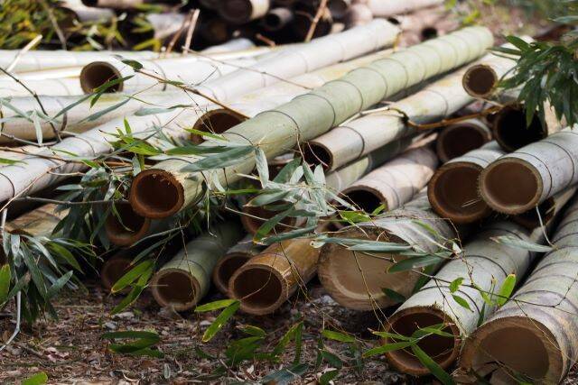竹の駆除は3つの方法がある ご自宅に合った対策をおこないましょう エキサイトニュース