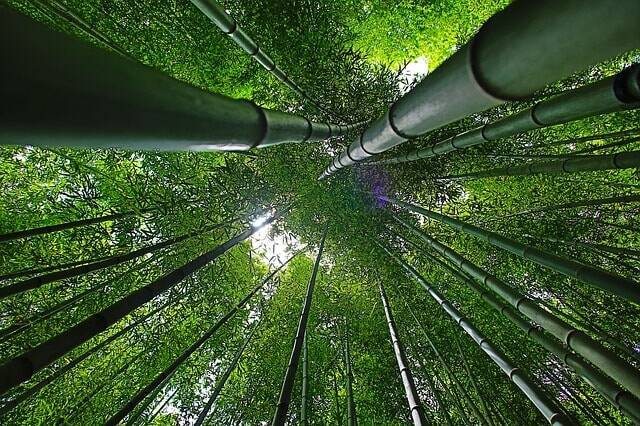 竹の駆除は3つの方法がある ご自宅に合った対策をおこないましょう エキサイトニュース