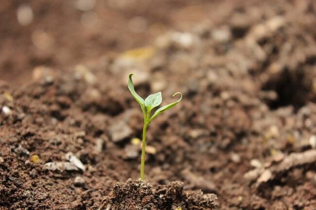 ペットが死んだら何をするべきか？ 遺体の処置から葬儀・供養まで