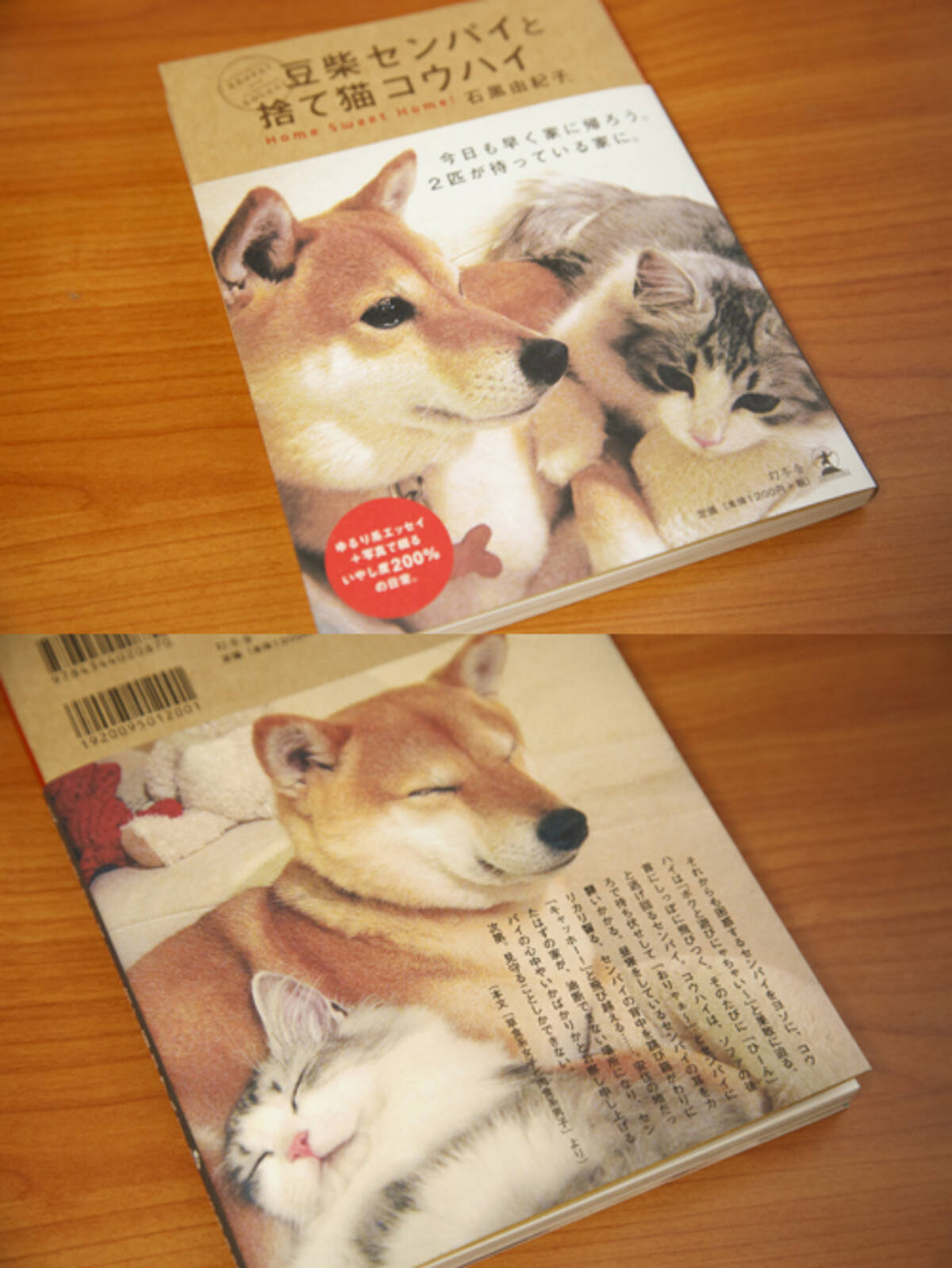 豆柴と子猫がああああああああああ ハートわしづかみ 豆柴センパイと捨て猫コウハイ エキサイトニュース