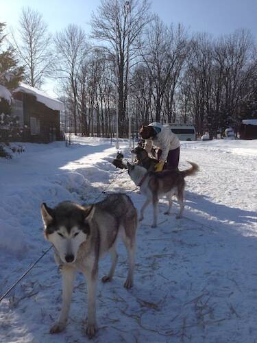 完売間近 北海道旅行券 を利用して 動物のお医者さん でおなじみ 犬ぞり をやってみた エキサイトニュース