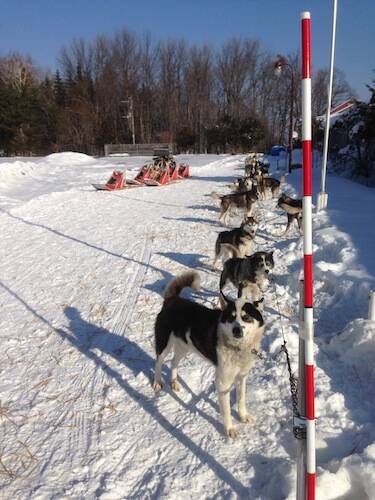 完売間近 北海道旅行券 を利用して 動物のお医者さん でおなじみ 犬ぞり をやってみた エキサイトニュース