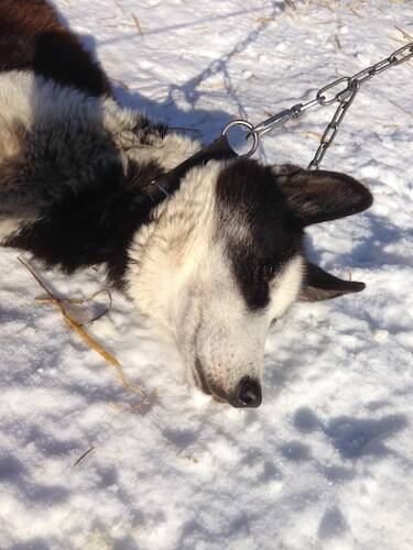 完売間近 北海道旅行券 を利用して 動物のお医者さん でおなじみ 犬ぞり をやってみた エキサイトニュース