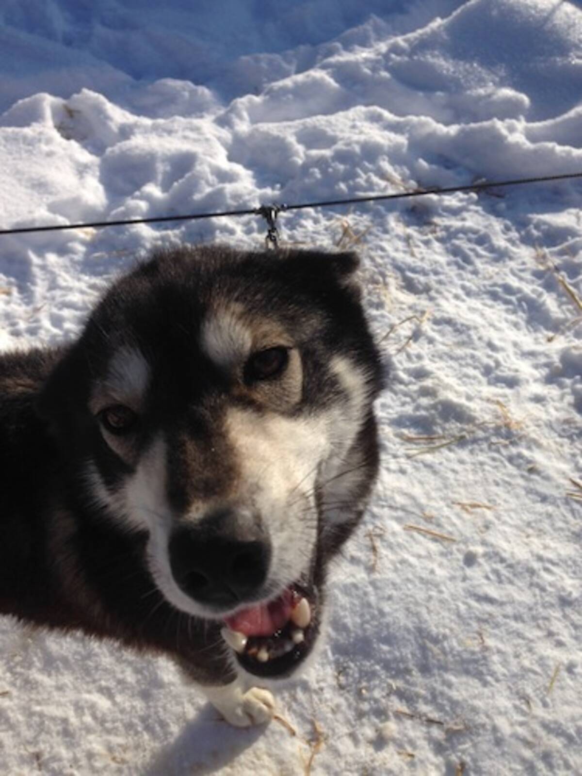 完売間近 北海道旅行券 を利用して 動物のお医者さん でおなじみ 犬ぞり をやってみた エキサイトニュース