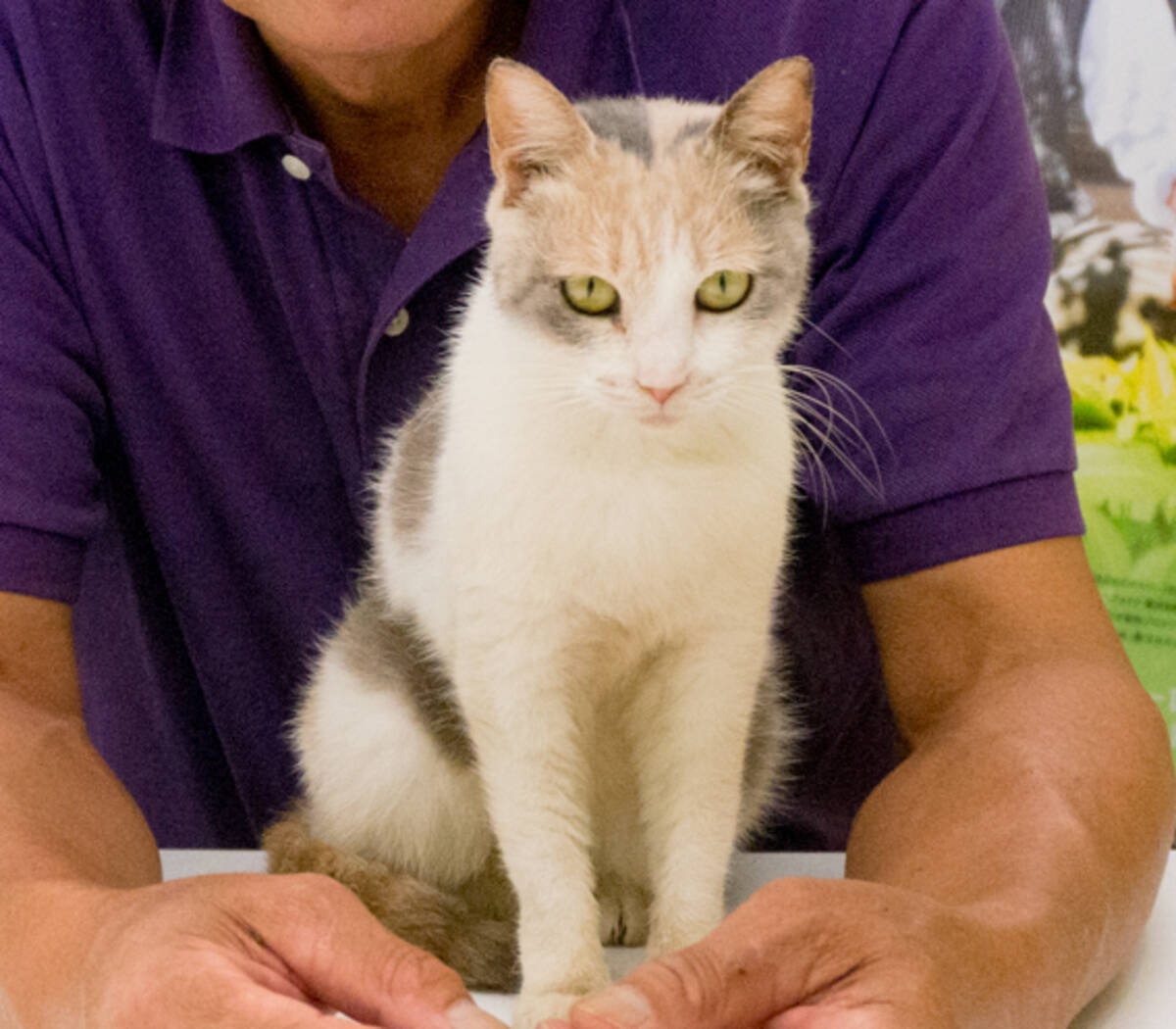 あまちゃん の三毛猫にインタビューしてきた イッセー尾形と 先生と迷い猫 で演技対決 エキサイトニュース