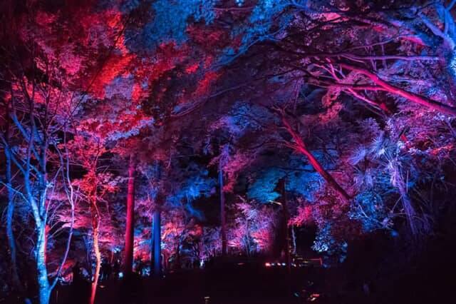 夜の森で繰り広げる光とサウンドの神秘的なドラマ。【チームラボ 養老渓谷】が期間限定で開催中