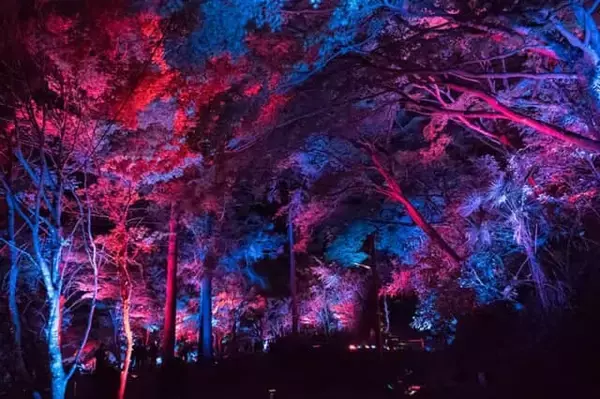 「夜の森で繰り広げる光とサウンドの神秘的なドラマ。【チームラボ 養老渓谷】が期間限定で開催中」の画像