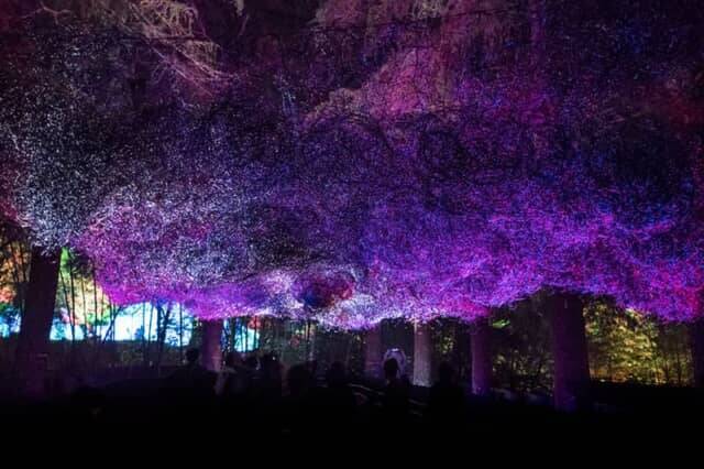 夜の森で繰り広げる光とサウンドの神秘的なドラマ。【チームラボ 養老渓谷】が期間限定で開催中