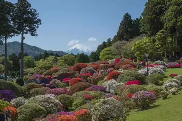 「無料で楽しめる箱根のツツジ園は今まさに見ごろ。【小田急 山のホテル】では眺望抜群のカフェもおすすめ」の画像