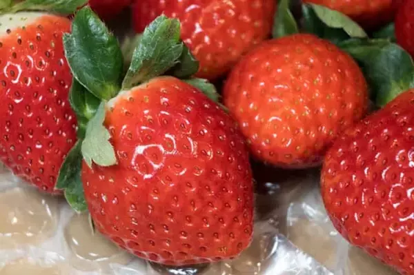 ３年連続“最高金賞”の苺『あまりん』のアフタヌーンティーが開催中【ハイアット セントリック 銀座 東京】