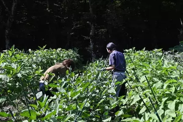 「星野リゾートの森に囲まれた【リゾナーレ那須】感動の豊かな自然と、夢中になる収穫体験」の画像