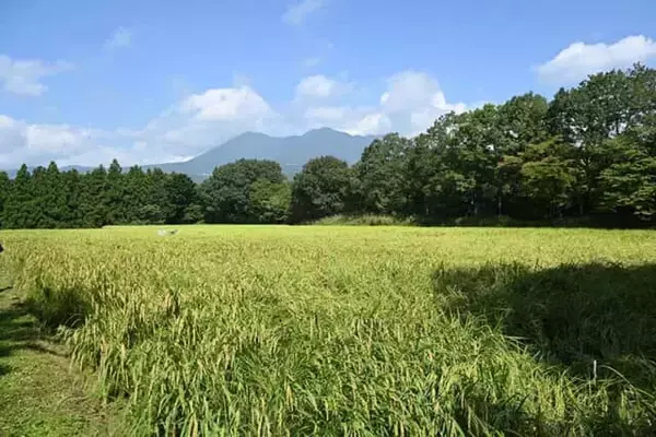 「星野リゾートの森に囲まれた【リゾナーレ那須】感動の豊かな自然と、夢中になる収穫体験」の画像