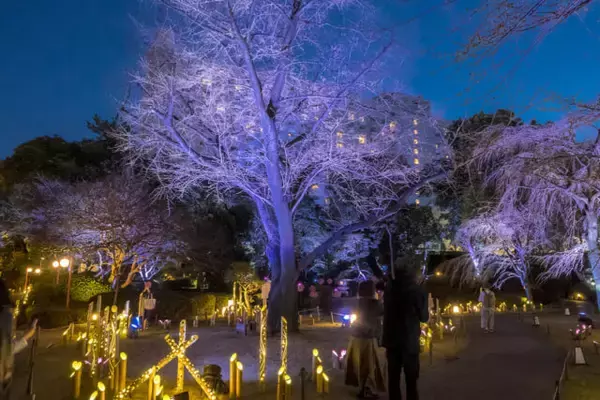 「桜の穴場で絶景ライトアップ。【東京・グランドプリンスホテル高輪】なら誰でも無料で満喫」の画像