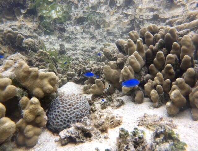 宮古島と石垣島の中間に浮かぶ【沖縄・多良間島】。島に残る独特の文化を楽しむ旅