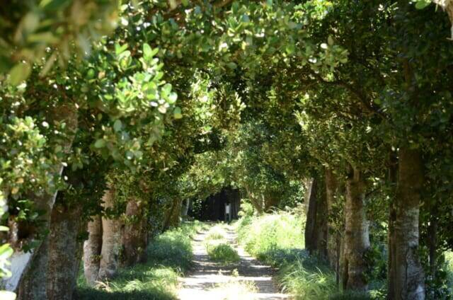 宮古島と石垣島の中間に浮かぶ【沖縄・多良間島】。島に残る独特の文化を楽しむ旅