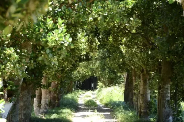 「宮古島と石垣島の中間に浮かぶ【沖縄・多良間島】。島に残る独特の文化を楽しむ旅」の画像