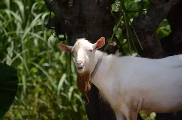 「宮古島と石垣島の中間に浮かぶ【沖縄・多良間島】。島に残る独特の文化を楽しむ旅」の画像