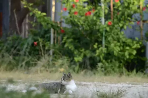 「宮古島と石垣島の中間に浮かぶ【沖縄・多良間島】。島に残る独特の文化を楽しむ旅」の画像