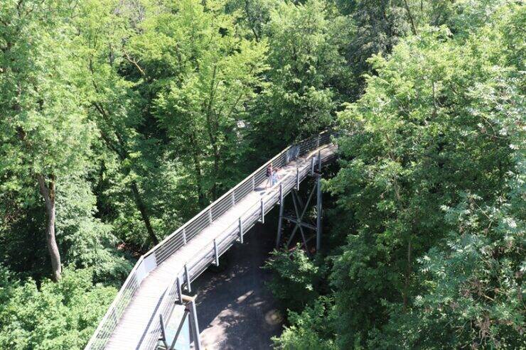 古城とビールだけじゃないドイツへ。世界遺産の森を歩くハイニッヒ国立公園への旅