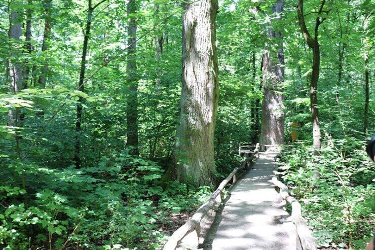 古城とビールだけじゃないドイツへ。世界遺産の森を歩くハイニッヒ国立公園への旅