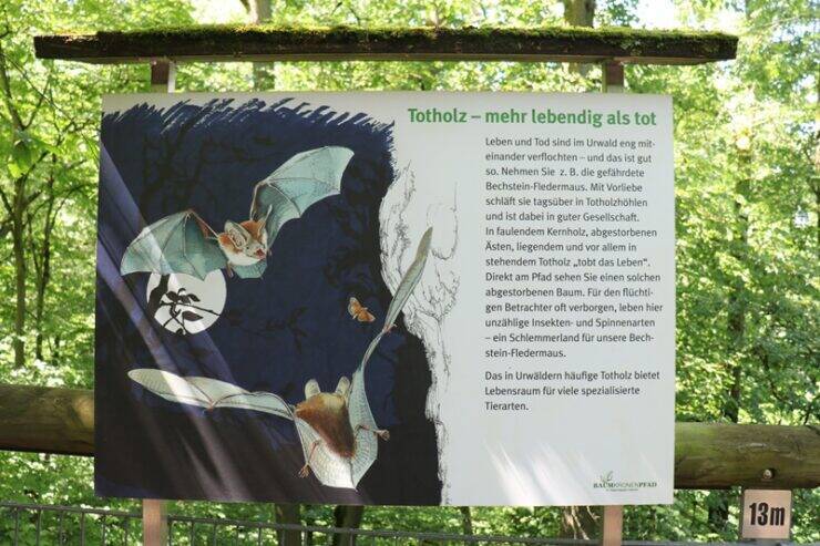 古城とビールだけじゃないドイツへ。世界遺産の森を歩くハイニッヒ国立公園への旅
