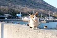 【香川県】瀬戸内の猫島・佐柳島で「飛び猫」写真を撮ってみた