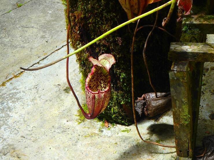 マレーシアの世界遺産、ボルネオ島・コタキナバルにある「キナバル自然公園」で味わう大自然の神秘