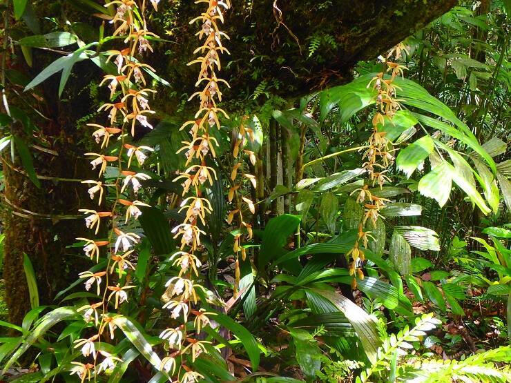 マレーシアの世界遺産、ボルネオ島・コタキナバルにある「キナバル自然公園」で味わう大自然の神秘