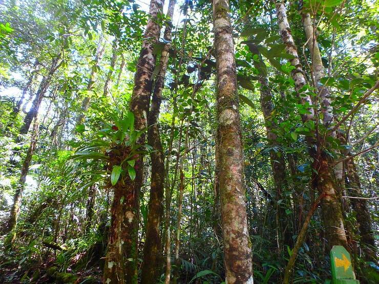 マレーシアの世界遺産、ボルネオ島・コタキナバルにある「キナバル自然公園」で味わう大自然の神秘