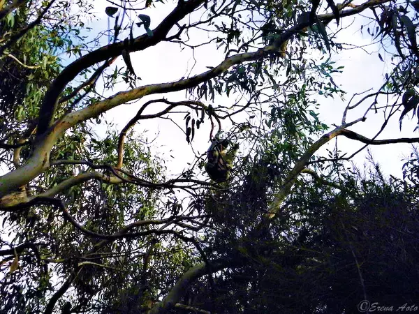 「【世界の絶景】オーストラリア・ビクトリア州にある世界一美しい道路「グレート・オーシャン・ロード」とは？」の画像