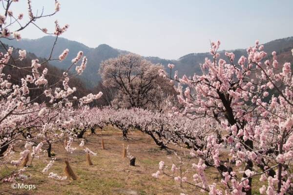 日本の絶景 長野県北部の千曲市 一目十万本 とも言われる日本一美しい杏の里を見に行こう 19年3月3日 エキサイトニュース