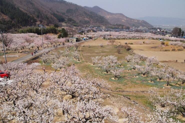 日本の絶景 長野県北部の千曲市 一目十万本 とも言われる日本一美しい杏の里を見に行こう 19年3月3日 エキサイトニュース