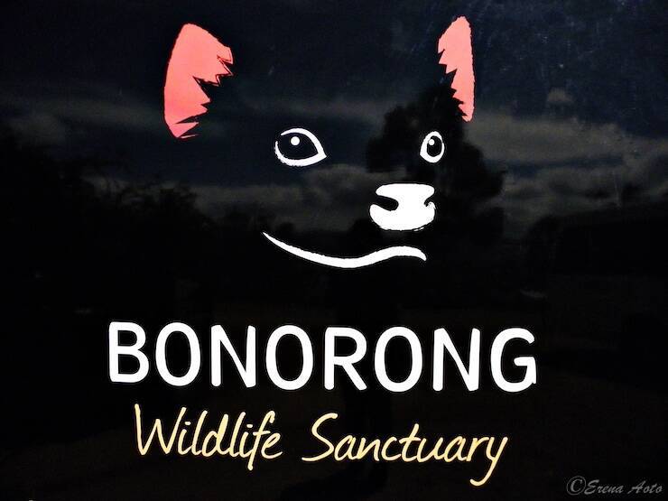 入園料が野生動物の保護のための寄付になる オーストラリア タスマニア島にある ボノロング野生動物保護区 19年3月21日 エキサイトニュース