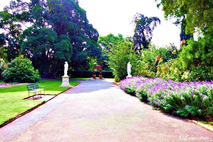 世界の街角 オーストラリア 貴婦人 アデレードにある優雅な憩いの場 アデレード植物園 Adelaide Botanic Garden 年2月6日 エキサイトニュース
