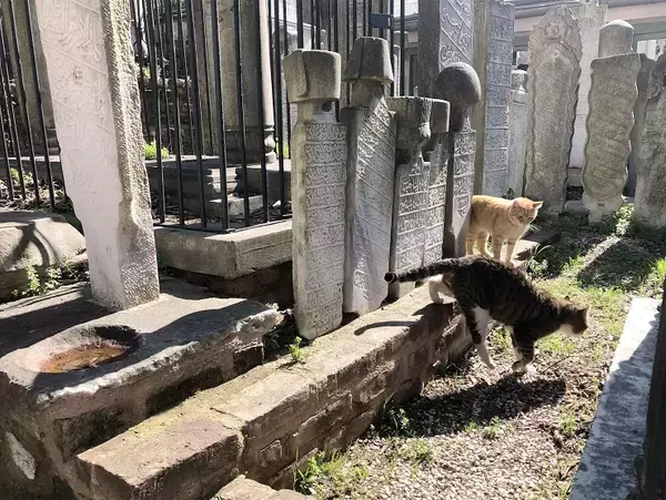 「16世紀のオスマン政権を支えたイスラム法学者が眠るイスタンブール「ヤフヤー・エフェンディの霊廟」」の画像