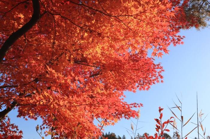 秋の信州、ビーナスラインでドライブと紅葉を楽しむ旅