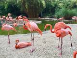 「カリフォルニア・サンディエゴにある全米人気ランキングNo.1の動物園がある「バルボアパーク」とは？」の画像10