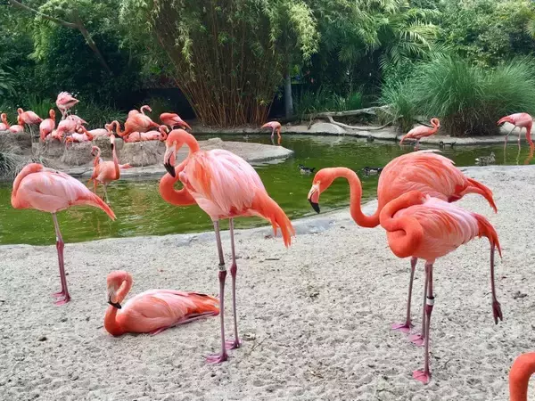 「カリフォルニア・サンディエゴにある全米人気ランキングNo.1の動物園がある「バルボアパーク」とは？」の画像