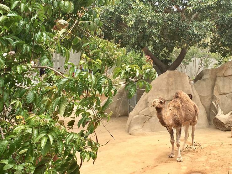 カリフォルニア・サンディエゴにある全米人気ランキングNo.1の動物園がある「バルボアパーク」とは？