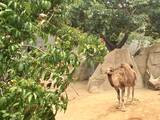 「カリフォルニア・サンディエゴにある全米人気ランキングNo.1の動物園がある「バルボアパーク」とは？」の画像9