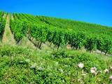「誰もが恋する「ブドウ畑の真珠」、フランスの最も美しい村・リクヴィルが可愛いすぎ！」の画像15