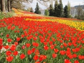 【世界の絶景】オランダのキューケンホフにも負けない！ドイツにある「花の島」マイナウ島で咲き乱れるチューリップはまさに絶景！