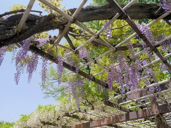 「名古屋城を鑑賞しながら藤を楽しめるのは一年に一度だけ！名古屋市北区「名城公園」」の画像