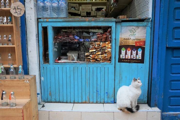 街じゅう猫だらけ モロッコの世界遺産の街 エッサウィラが猫天国であることが判明 17年11月日 エキサイトニュース