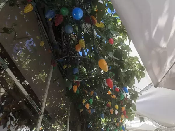 「ビバヒルのセレブ御用達！ビバリーヒルズにあるアメリカン・レストラン「ジ・アイビー（The Ivy）」」の画像