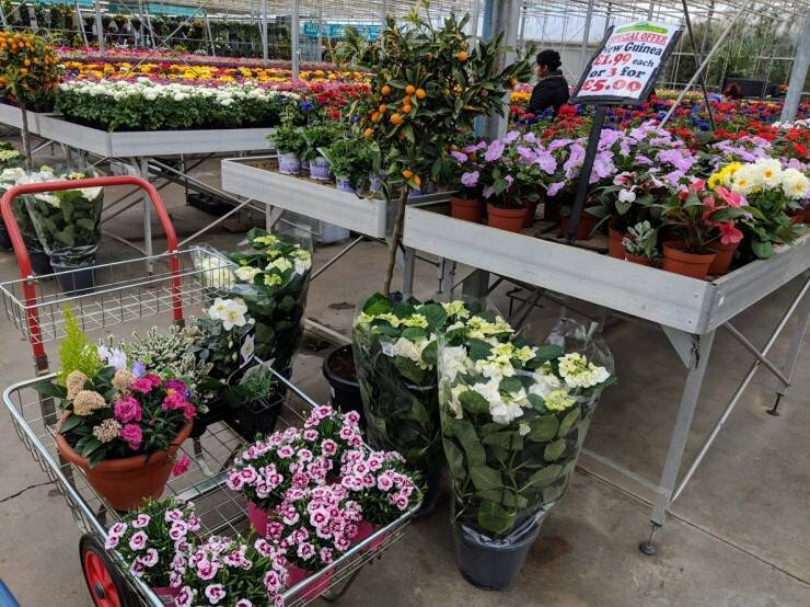 東京ドームの約2倍 ガーデニングの国イギリスのガーデンセンターはケタ違いだった 18年5月17日 エキサイトニュース